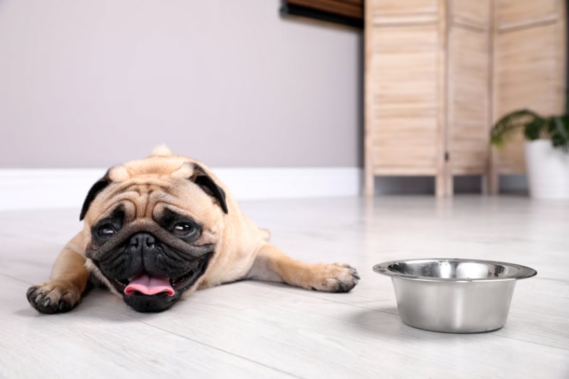 A dog lying down on the cool floor.